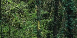 Tre milioni per le foreste in Toscana