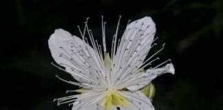 Botanico dell’Università di Palermo nel team che ha scoperto nel Laos una nuova specie