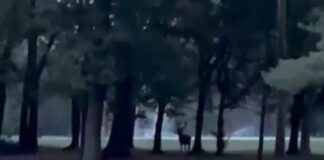 Nel parco della Reggia di Monza ricompare il Cervo