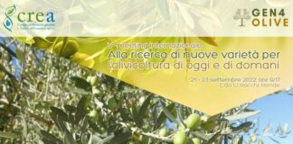 Il Crea partner del progetto per miglioramento genetico dell’olivo