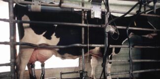 In Toscana via libera alla misura di sostegno al benessere animale