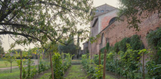 Il vigneto del Colosseo entra nell’itineraio del Consiglio d’Europa