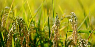 Piemonte, 2,5 milioni a integrazione delle risorse finanziarie del Psr