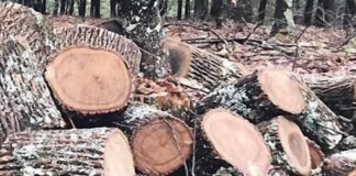 Piemonte, proposta di legge per difendere la filiera del legno regionale