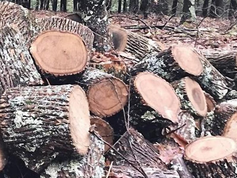 Piemonte, proposta di legge per difendere la filiera del legno regionale