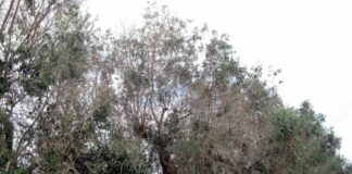 Xylella 2018-2019, indennizzati olivicoltori pugliesi e bando 2021