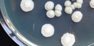 Crea, collezione microbica del vino nell’organizzazione Ue