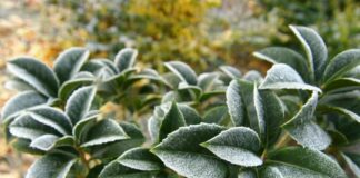 Danni da gelate 2021 in Piemonte, in arrivo 13,4 milioni di ristori