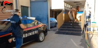 I carabinieri interrompono una corsa clandestina di cavalli a Nicolosi, 9 denunce