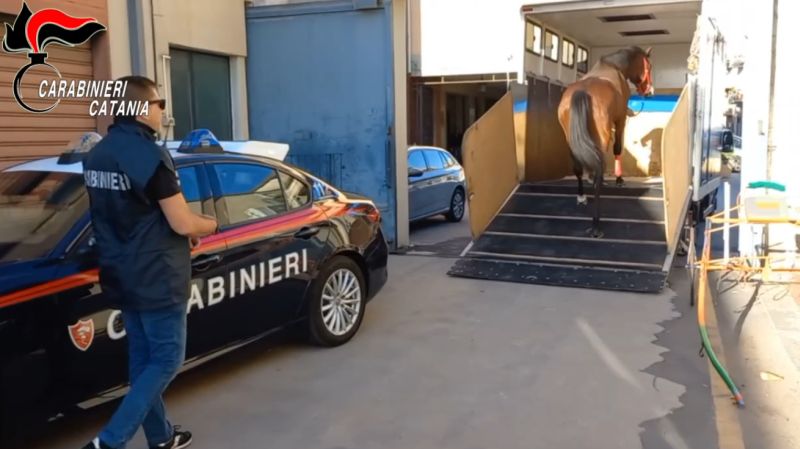 I carabinieri interrompono una corsa clandestina di cavalli a Nicolosi, 9 denunce