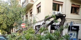 Palermo, cade albero in via XX settembre. Paura ma nessun danno