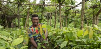 Il Gruppo Renault Italia avvia una collaborazione con Treedom