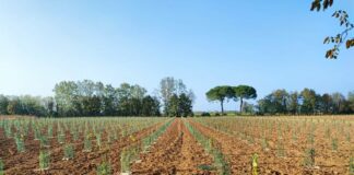 A Udine un nuovo bosco urbano da 3 mila piante