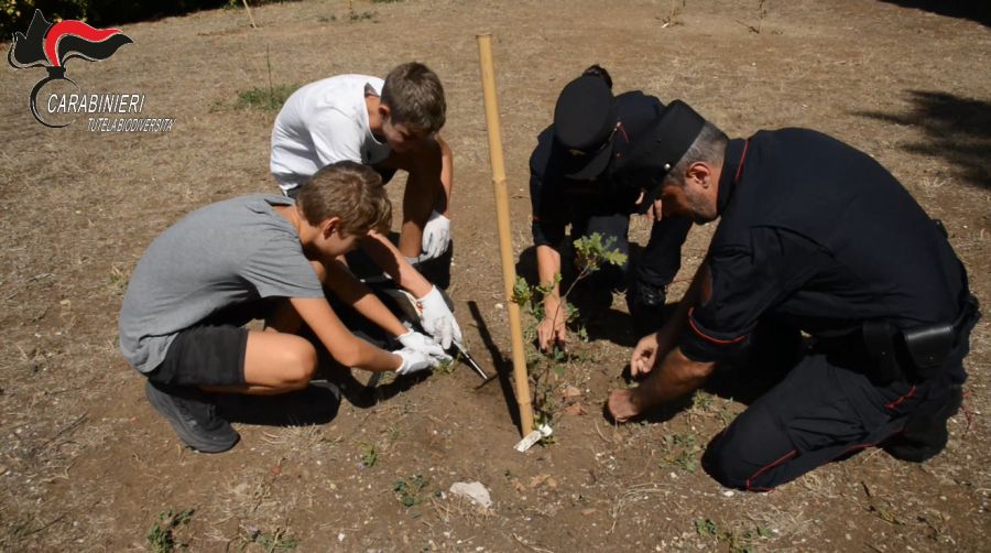 Carabinieri forestali, per Giornata Alberi 5000 piante in 1000 località