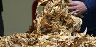 Philip Morris, nuovi investimenti a Marcianise e Bastia Umbra