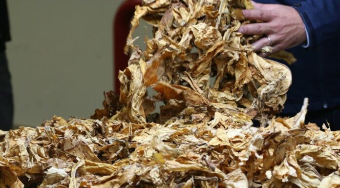 Philip Morris, nuovi investimenti a Marcianise e Bastia Umbra