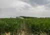 Caldo estremo, siccità, grandine e roghi: i danni all’agricoltura italiana hanno superato i tre miliardi