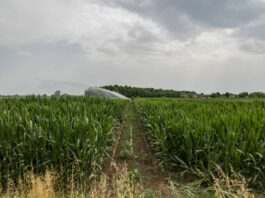 Caldo estremo, siccità, grandine e roghi: i danni all’agricoltura italiana hanno superato i tre miliardi