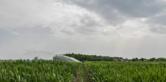 Anticipi Pac, già erogati 29 milioni di euro agli agricoltori