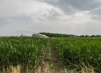 Caldo estremo, siccità, grandine e roghi: i danni all’agricoltura italiana hanno superato i tre miliardi
