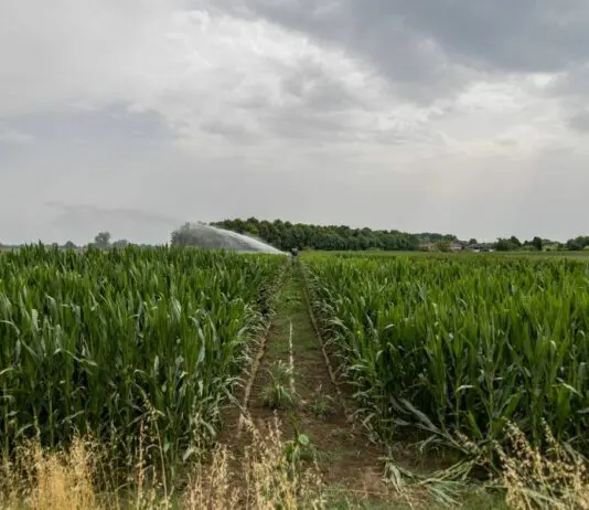 Caldo estremo, siccità, grandine e roghi: i danni all’agricoltura italiana hanno superato i tre miliardi