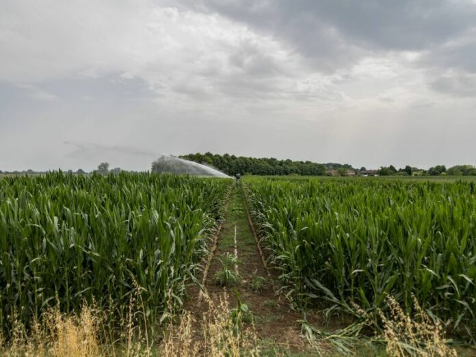 Siccita' in Lombardia, Campi agricoli aridi, fiumi in secca
