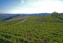 Syngenta celebra i 25 anni di innovazione a fianco degli agricoltori