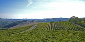 Record di candidature per il Servizio Civile Agricolo e Ambientale