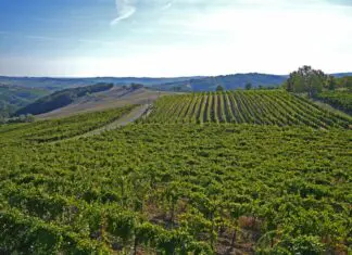 Confagricoltura “Bene le misure UE per gli agricoltori in difficoltà a causa della crisi in Medio Oriente”