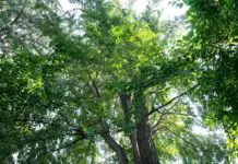 Il 30% in più di alberi ridurrebbe del 36% l’impatto del calore urbano