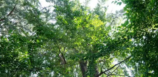 Il 30% in più di alberi ridurrebbe del 36% l’impatto del calore urbano