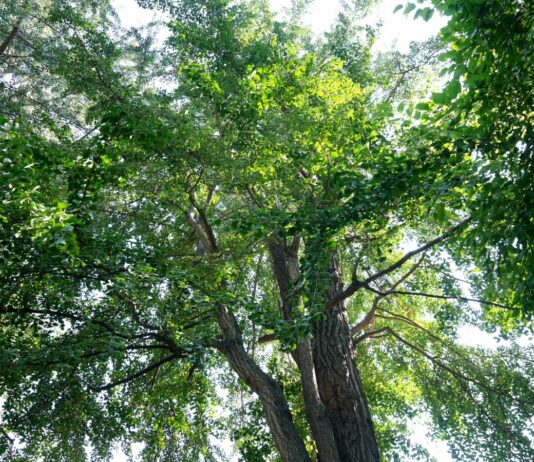 Il 30% in più di alberi ridurrebbe del 36% l’impatto del calore urbano
