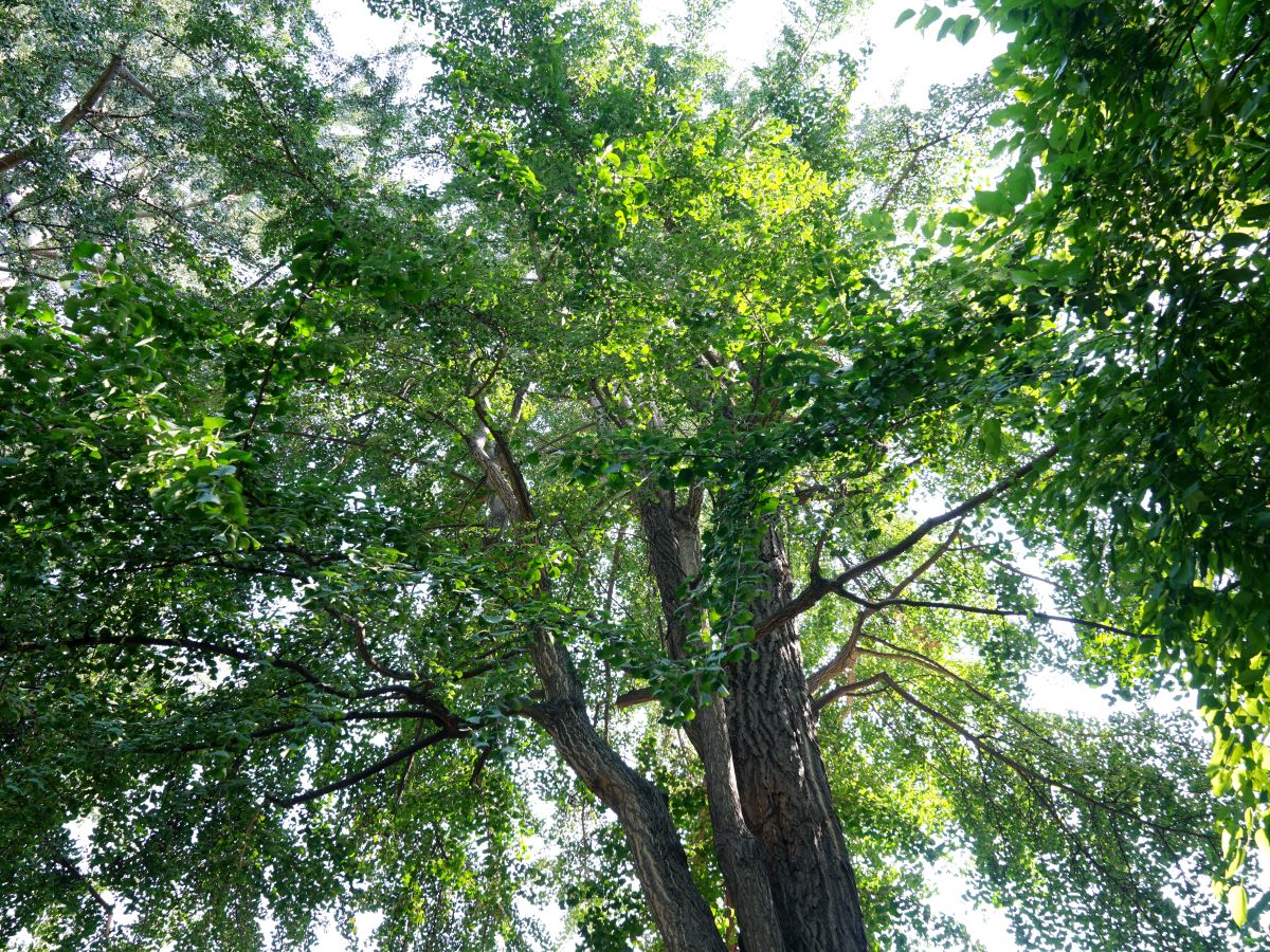 Pnrr, via libera alla messa a dimora di 1,8 mln di alberi in 11 città