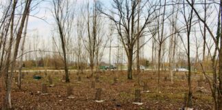 Arbolia e WindTre realizzano un bosco urbano da 1.800 piante a Treviso