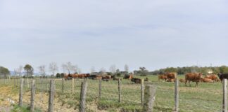 300 milioni di euro per i nuovi bandi per lo sviluppo rurale