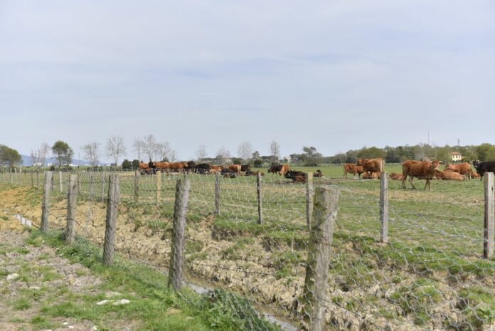 NELLA ZONA DI COLTANO A PISA SI INSTALLERA' LA BASE MILATARE E SCOPPIA SUBITO LA POLEMICA.