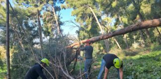 Avviati i lavori di rimboschimento nel Parco della Favorita a Palermo