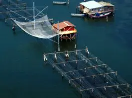 Crea, ricerca e innovazione per affrontare le sfide del futuro nel settore della pesca