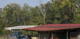 Diversificazione aziende agricole, bando Toscana da 5,4 milioni