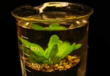 Piante misurano proprio stato energetico per definire risposta a stress