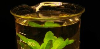 Piante misurano proprio stato energetico per definire risposta a stress