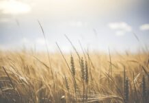 Che cosa si intende per Agricoltura 4.0 Agricoltura 4.0