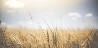 Che cosa si intende per Agricoltura 4.0 Agricoltura 4.0