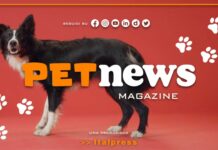 Nasce il Tg Pet dell’Italpress, nuovo magazine tv dedicato agli animali