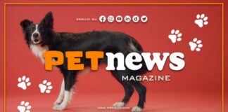 Nasce il Tg Pet dell’Italpress, nuovo magazine tv dedicato agli animali