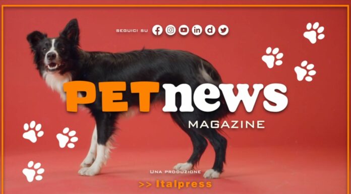 Nasce il Tg Pet dell’Italpress, nuovo magazine tv dedicato agli animali
