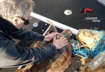 Favignana, Carabinieri salvano tartaruga Caretta Caretta