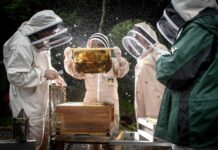 In arrivo per gli apicoltori calabresi 1 milione e 300 mila euro