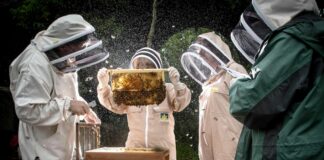 In arrivo per gli apicoltori calabresi 1 milione e 300 mila euro