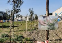 Foggia, Arbolia e Leonardo realizzano bosco urbano con 1.600 piante